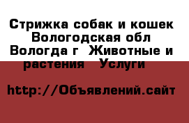 Стрижка собак и кошек - Вологодская обл., Вологда г. Животные и растения » Услуги   